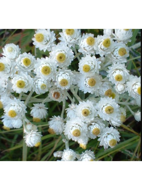 Gyöngykosárka / ANAPHALIS margaritacea 'Neuschnee'