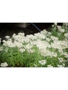 Gyöngykosárka / ANAPHALIS margaritacea 'Neuschnee'