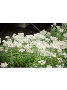   Gyöngykosárka / ANAPHALIS margaritacea 'Neuschnee'