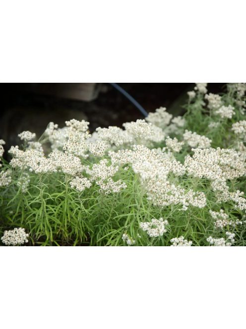 Gyöngykosárka / ANAPHALIS margaritacea 'Neuschnee'