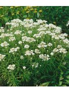 Gyöngykosárka / ANAPHALIS margaritacea 'Neuschnee'