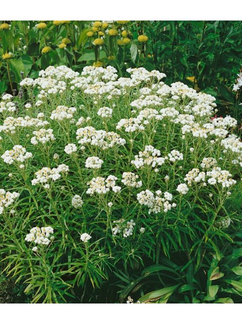 Gyöngykosárka / ANAPHALIS margaritacea 'Neuschnee'