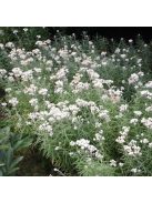 Gyöngykosárka / ANAPHALIS margaritacea 'Neuschnee'