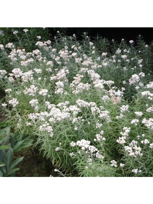 Gyöngykosárka / ANAPHALIS margaritacea 'Neuschnee'