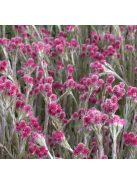 Parlagi macskatalp / ANTENNARIA dioica 'Rubra'