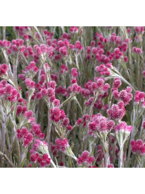 Parlagi macskatalp / ANTENNARIA dioica 'Rubra'