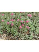 Parlagi macskatalp / ANTENNARIA dioica 'Rubra'