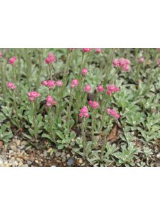 Parlagi macskatalp / ANTENNARIA dioica 'Rubra'