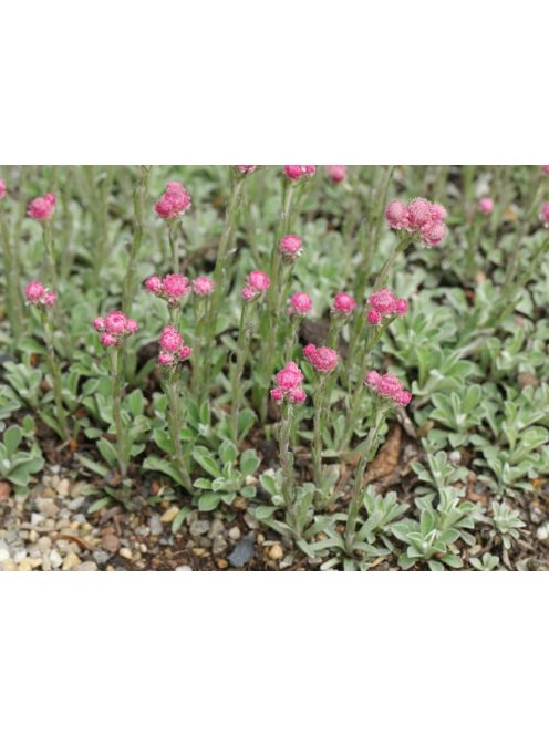 Parlagi macskatalp / ANTENNARIA dioica 'Rubra'