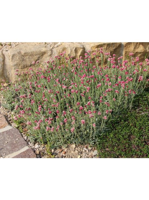 Parlagi macskatalp / ANTENNARIA dioica 'Rubra'