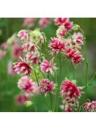 Közönséges harangláb / AQUILEGIA vulgaris var. stellata plena 'Nora Barlow'