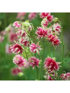   Közönséges harangláb / AQUILEGIA vulgaris var. stellata plena 'Nora Barlow'