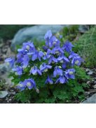 Japán harangláb / AQUILEGIA flabellata var. pumila 'Ministar'