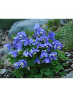   Japán harangláb / AQUILEGIA flabellata var. pumila 'Ministar'