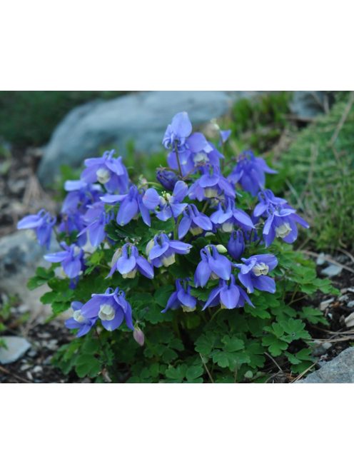 Japán harangláb / AQUILEGIA flabellata var. pumila 'Ministar'