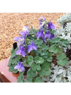   Japán harangláb / AQUILEGIA flabellata var. pumila 'Ministar'