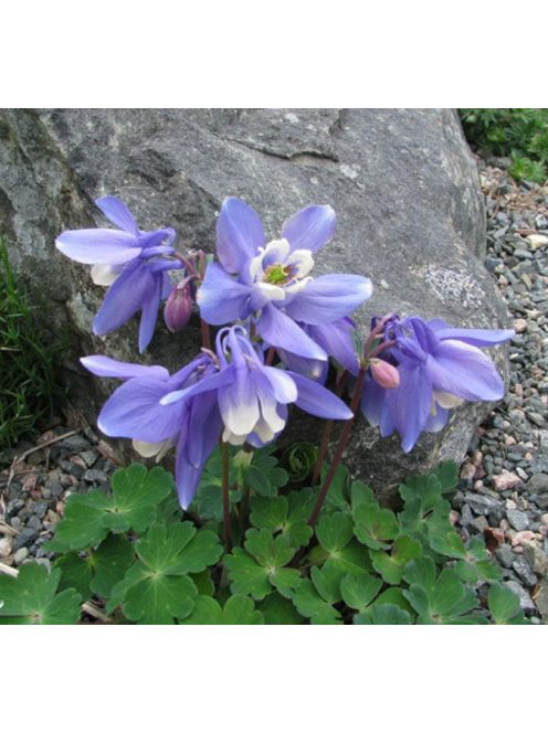 Japán harangláb / AQUILEGIA flabellata var. pumila 'Ministar'