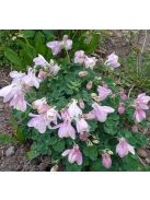 Japán harangláb / AQUILEGIA flabellata var. pumila f. kurilensis 'Rosea'