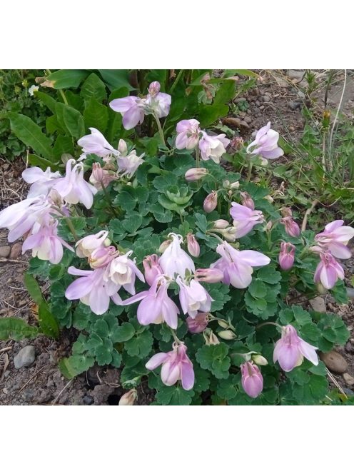 Japán harangláb / AQUILEGIA flabellata var. pumila f. kurilensis 'Rosea'