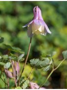 Japán harangláb / AQUILEGIA flabellata var. pumila f. kurilensis 'Rosea'