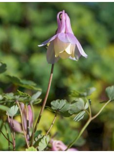   Japán harangláb / AQUILEGIA flabellata var. pumila f. kurilensis 'Rosea'