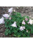 Japán harangláb / AQUILEGIA flabellata var. pumila f. kurilensis 'Rosea'