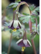 Harangláb / AQUILEGIA viridiflora 