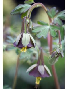 Harangláb / AQUILEGIA viridiflora 