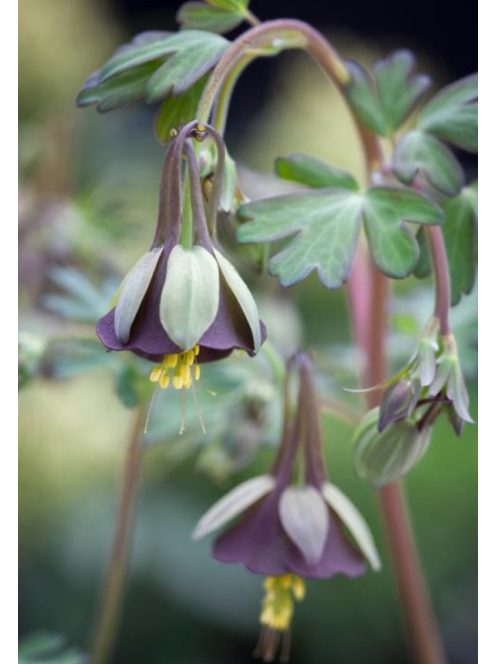 Harangláb / AQUILEGIA viridiflora 