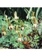 Harangláb / AQUILEGIA viridiflora 