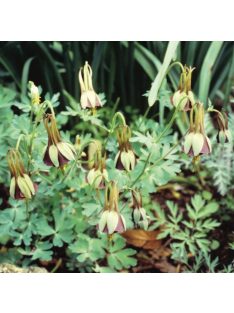 Harangláb / AQUILEGIA viridiflora 