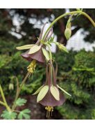 Harangláb / AQUILEGIA viridiflora 