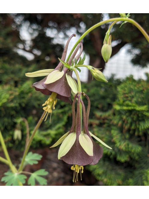 Harangláb / AQUILEGIA viridiflora 