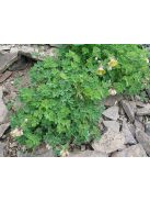 Harangláb / AQUILEGIA viridiflora 