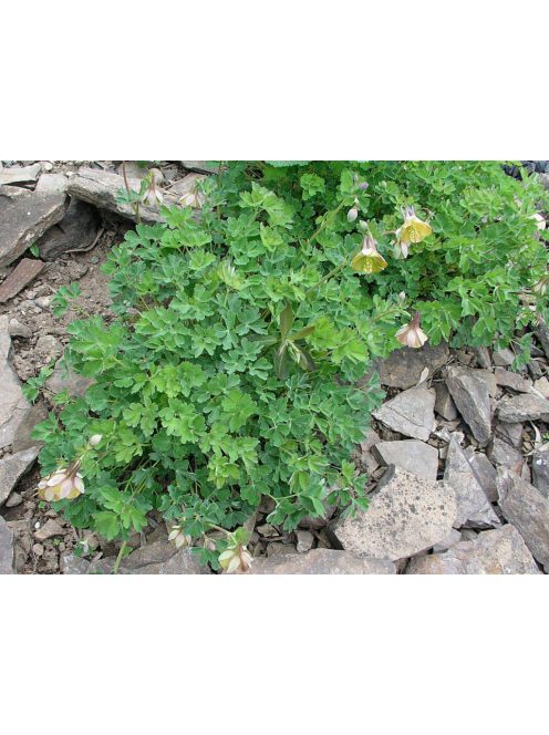 Harangláb / AQUILEGIA viridiflora 