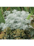 Fehér üröm / ARTEMISIA absinthium 'Silverado'