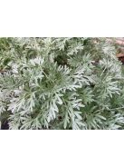 Fehér üröm / ARTEMISIA absinthium 'Silverado'
