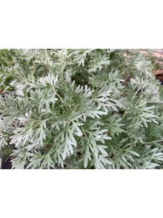 Fehér üröm / ARTEMISIA absinthium 'Silverado'