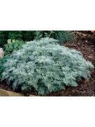 Fehér üröm / ARTEMISIA absinthium 'Silverado'