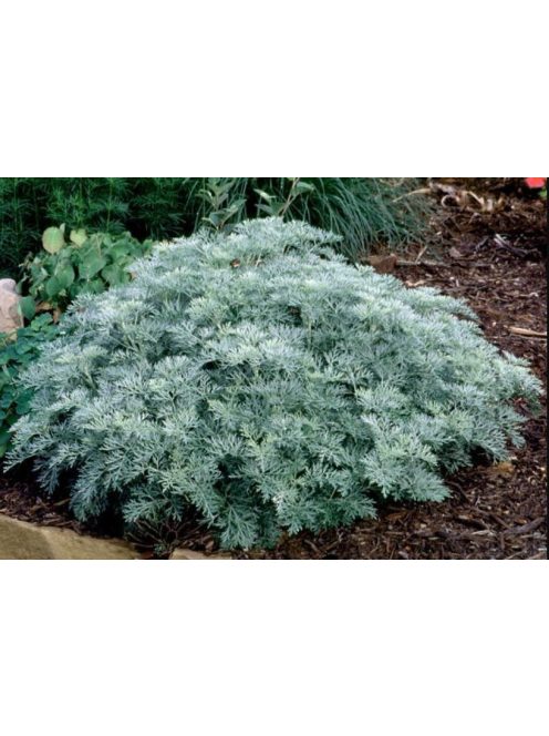 Fehér üröm / ARTEMISIA absinthium 'Silverado'