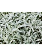 Gyopáros üröm / ARTEMISIA ludoviciana 