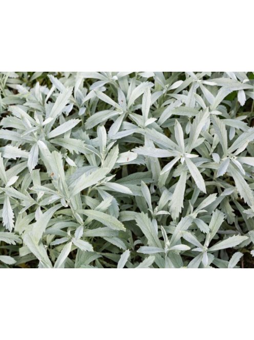 Gyopáros üröm / ARTEMISIA ludoviciana 