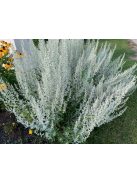 Gyopáros üröm / ARTEMISIA ludoviciana 