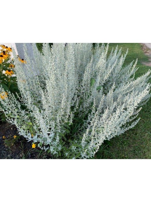 Gyopáros üröm / ARTEMISIA ludoviciana 