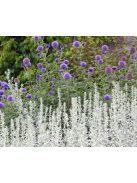 Gyopáros üröm / ARTEMISIA ludoviciana 