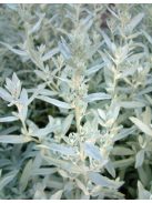 Gyopáros üröm / ARTEMISIA ludoviciana 