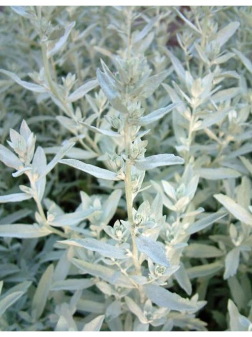 Gyopáros üröm / ARTEMISIA ludoviciana 