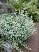 Gyopáros üröm / ARTEMISIA ludoviciana 