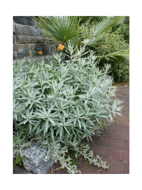 Gyopáros üröm / ARTEMISIA ludoviciana 