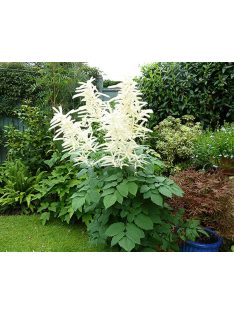   Erdei tündérfürt / ARUNCUS dioicus Kneiffii-Hybr. 'Whirlwind'